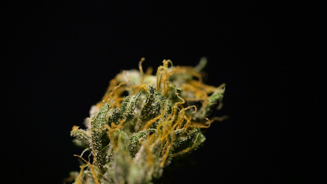 Cannabis Flowers, Edibles, Concentrates, and More Explained